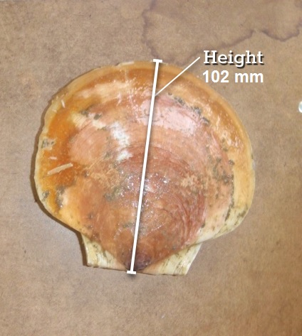 Scallop - Height (42366) Scallop - Height (42366)