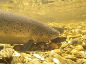 Grilse Underwater