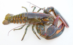 Lobster