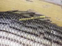 Striped Bass Tag