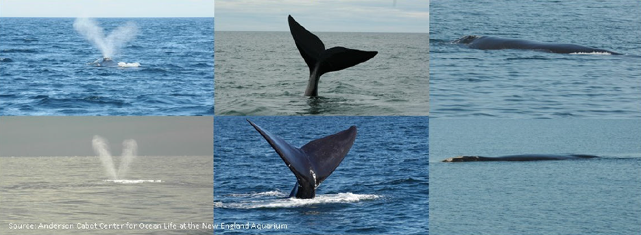 image on the top left and bottom left representing a V-shape blow, image in the top and bottom middle representing a Y-shape black tail, image on the top right and bottom right representing a no dorsal Fin and white sports on a head of a North Atlantic Right Whale